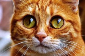 6 Tipps zur Auswahl der richtigen Katzenfutter