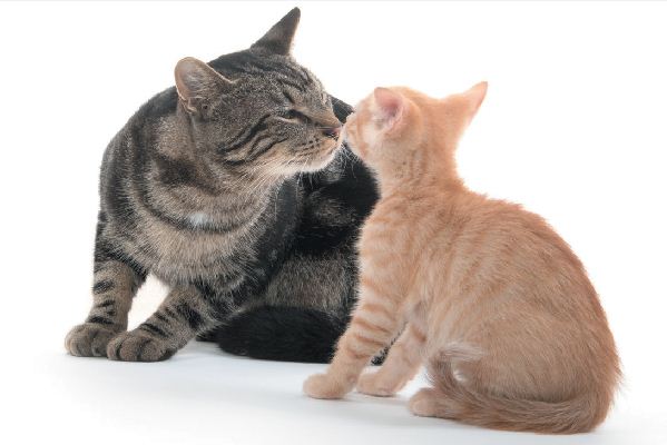 Einführung von Kätzchen bei Ihren anderen Katzen