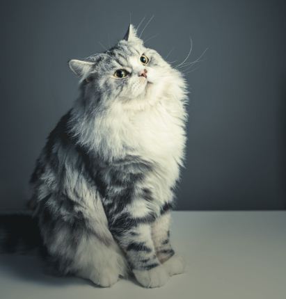 KatzenFerien: Ist Eierlikör sicher für Katzen?