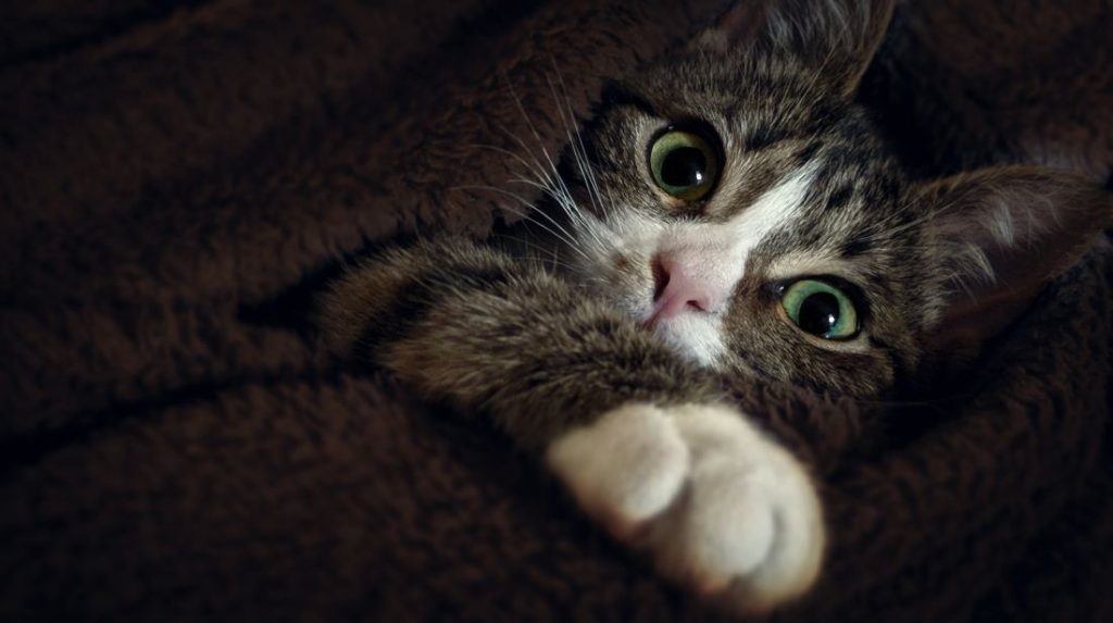 6 der am häufigsten vermeidbaren Katzenunfälle