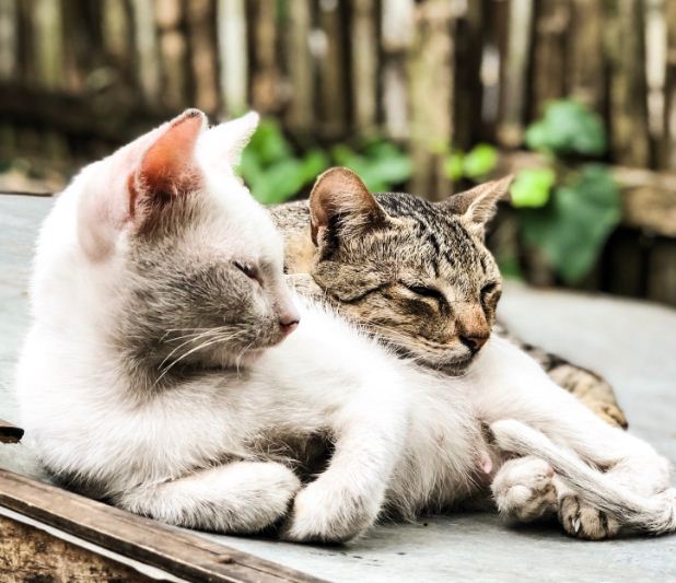 Katzen Fakten: Wissen Katzen, was "Nein" bedeutet?