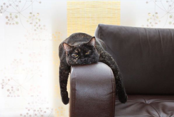 Wie man Möbel auswählt, die Katzen nicht verkratzen