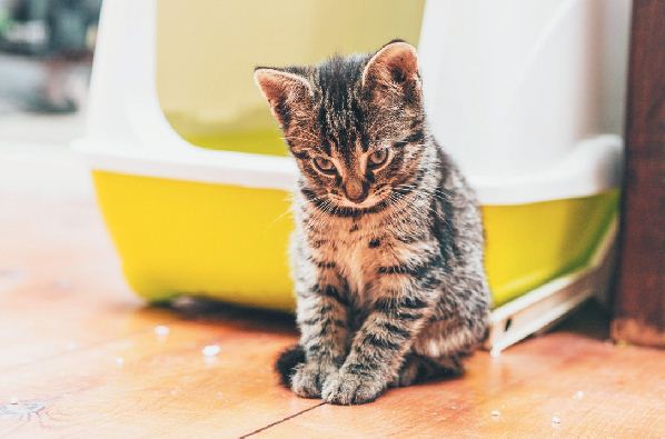 6 häufige Probleme mit der Katzentoilette und  Behebung