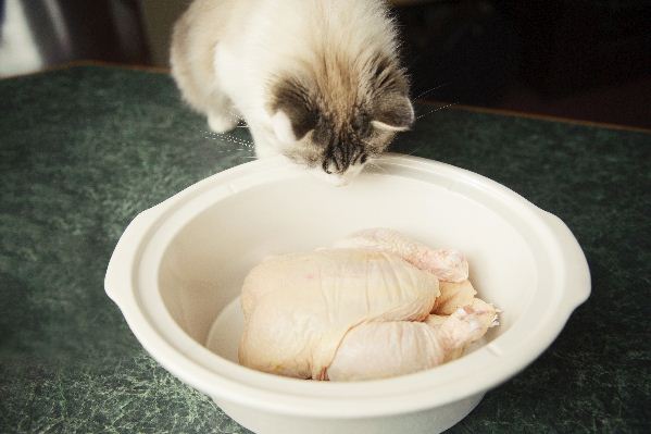 Können Katzen rohe Hühner- und Hühnerknochen essen?